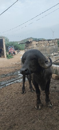 pado