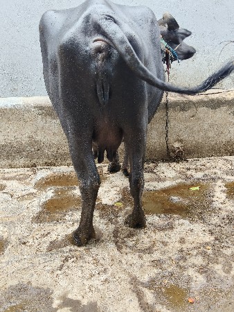 ભેંસ વેચવાની છે.