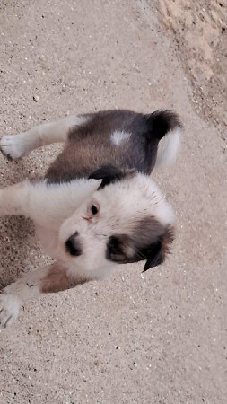 ગલૂડિયા વેચવાના છે