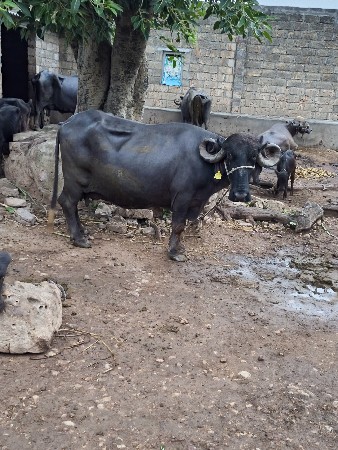 સારણ નેશ