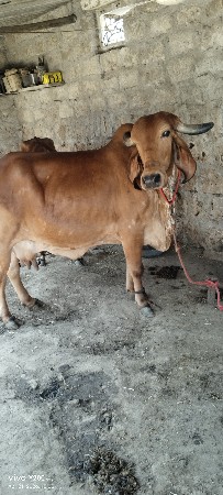 ગીર ગાય વેચવાની છે
