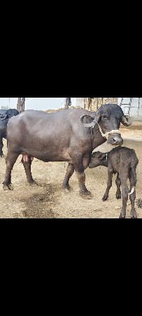 ભેંસ વેચવાની છે