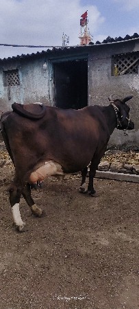 કૌંસ ગાય વેચવાની છે