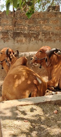 બળદ ની જોડ