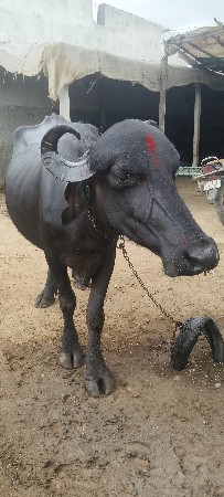 ચોટીલા