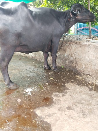 ભેંસ વેચવાની છે