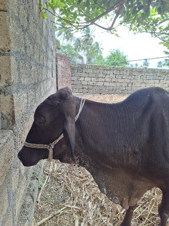 Hf ગાય વેચવાની છે