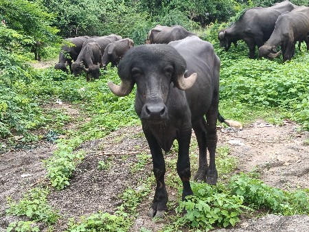 જાફરાબાદી પાડો વેચવા નો છે