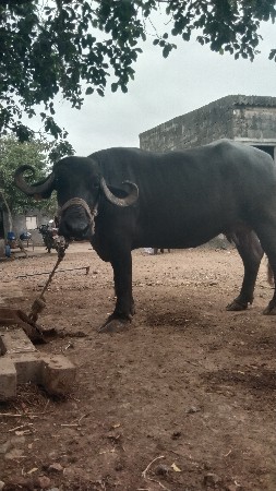 2 ભેંસ વેચવા ની છે