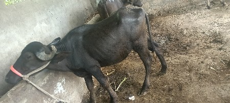 પાડી વેચવાની છે