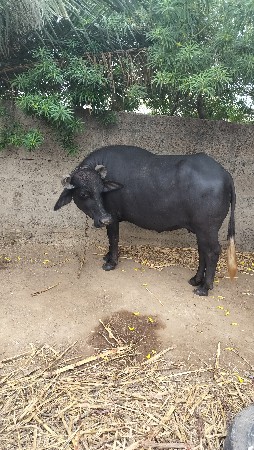 ભેંસ વેચવાની સે