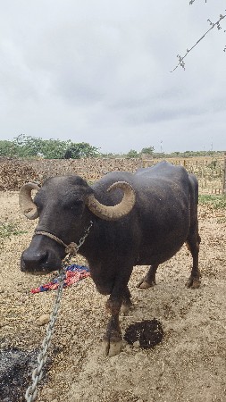 ભેંશ વેચવા ની છે