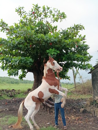 ઘોડી વેચવાની છે