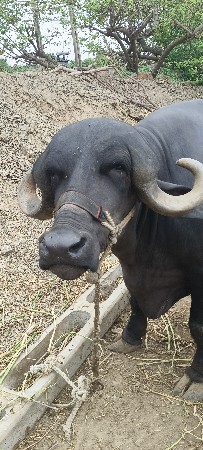 પેલું વેતર