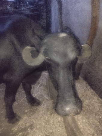 ભેંસ વેચાવ છે.