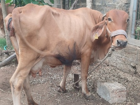 બંને ગાયો વેચવાની છે