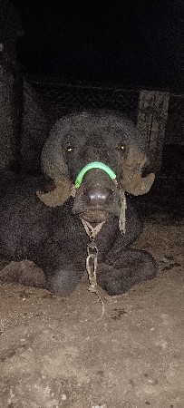 પાડો