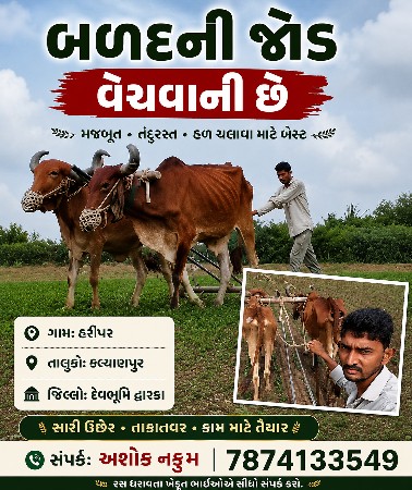 બળદ ની જોડ વેચવાની છે