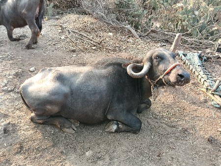 ભેંસ વેચવાની છે