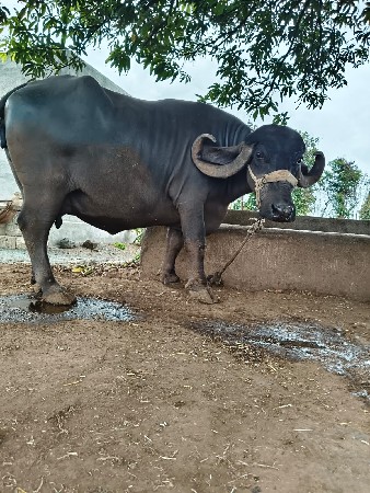 ભેંસ વેચવાની છે