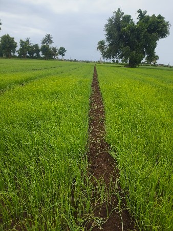 રોપ વેચવાનો છે
