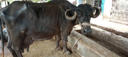ભેંશ વેચવાની છે