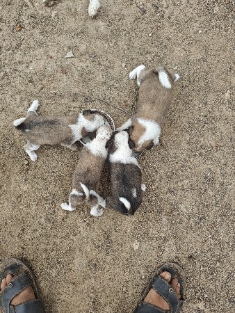 કુતરી અને ગલુડયા વેચવાના છે