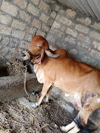 ગાય‌  વોડકી અને વાછડી છે