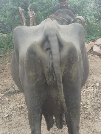 ભેસ વેચવાની