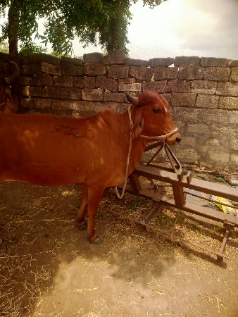 ગાય વેચવાની છે