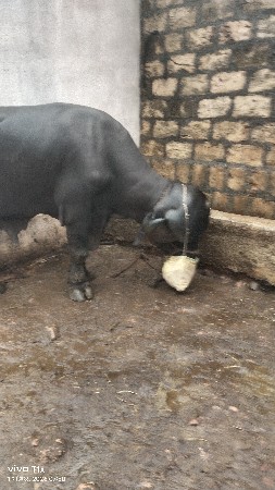 પાડો વૈશાવ છે સાટા મા