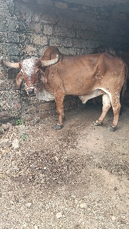 બળદ વેસવાનો છે