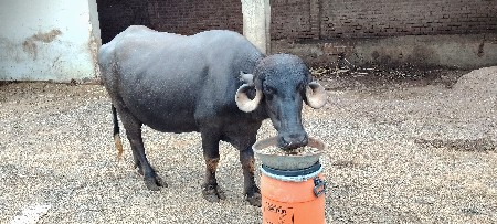 2 ભેંસુ વેચવાની છે