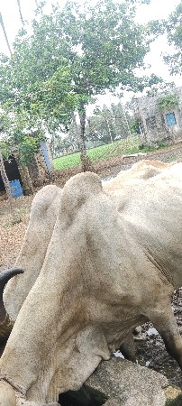 જવાબદારી