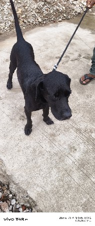 લેબરા ડોર મેલ