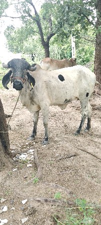 1 વેતર ઓડકી લીલડી