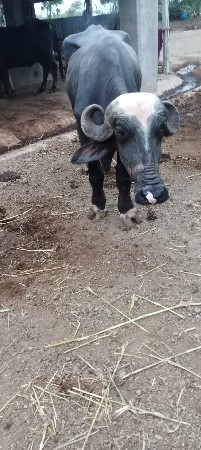 ભેંસ વેચવાની છે