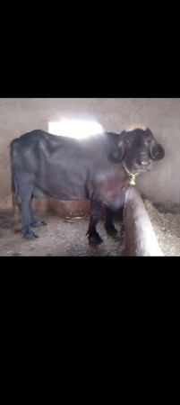 આ ભેંસ વેચવાની છે