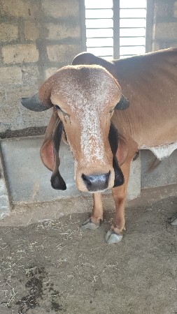 ગીર ગાય વેચવા ની છે