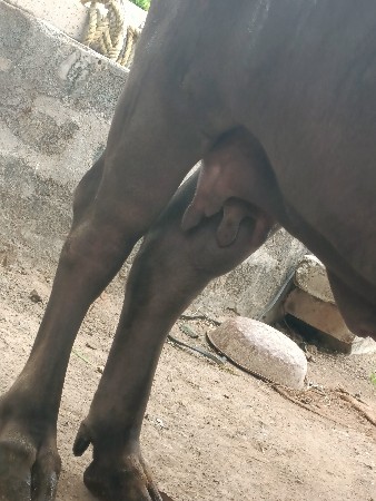 bhes vechvani che