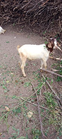 આ બકરો વેચવાનો છે દોઢ વર્ષનો.બોર