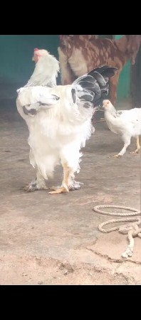 મુરઘોળ ચોમાસા