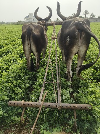 બળદ વેચવા