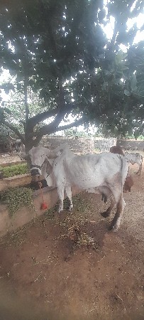 ગાય