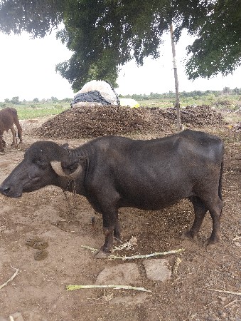 ભેંસ વેચવા ની છે
