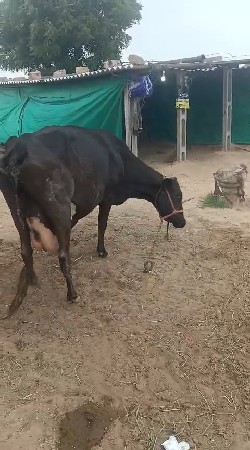 સારી ક્રોસ ગાય વેચવાની છે