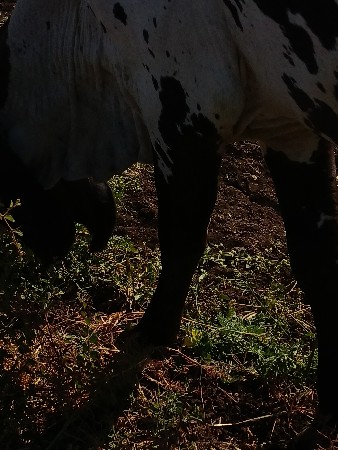 ખડાય છે