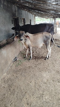 આવો ગોઢલો કોઈ પાસે હોય તોલેવાનોછે