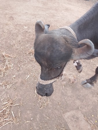 4 ડિ નું વિયાણ છે