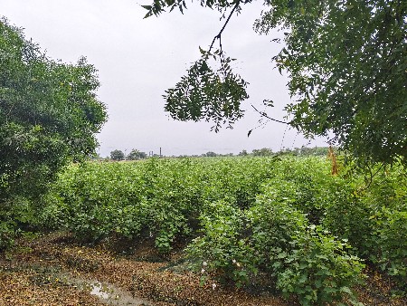 25 વિઘા જમીન રોડ ટચ